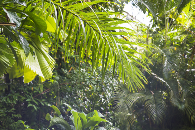 follaje tropical exotico bosque lluvioso 23 2147921034