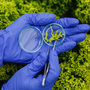 Doctorado Ciencias Agrarias
