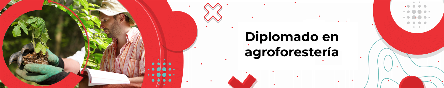 Banner Diplomados en agroforestería 2